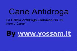 Cane Antidroga