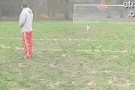 Calcio Cane